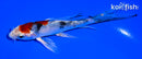 5" YAMATO NISHIKI BUTTERFLY