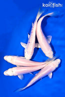 PACK OF (5) 4-5" PLATINUM OGON KOI