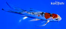 5" YAMATO NISHIKI BUTTERFLY