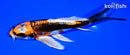 7.25" BENI KIKOKURYU BUTTERFLY