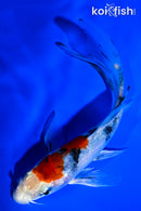 5" YAMATO NISHIKI BUTTERFLY