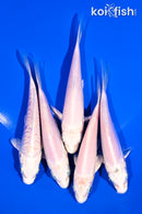 PACK OF (5) 4-5" PLATINUM OGON KOI