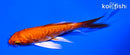 4.25" DOITSU ORENJI OGON BUTTERFLY