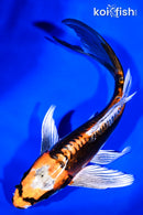 7.25" BENI KIKOKURYU BUTTERFLY