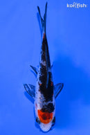 3.5" MARUTEN SHOWA