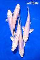 PACK OF (5) 4-5" PLATINUM OGON KOI