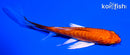 4.25" DOITSU ORENJI OGON BUTTERFLY