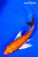 4.25" DOITSU ORENJI OGON BUTTERFLY