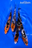 PACK OF (5) 4-5" SANKE KOI