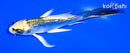 4.75" GINRIN KUJAKU BUTTERFLY