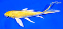 7" YAMABUKI OGON BUTTERFLY