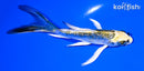 4.75" GINRIN KUJAKU BUTTERFLY