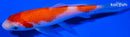 4" KOHAKU