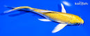 7" YAMABUKI OGON BUTTERFLY
