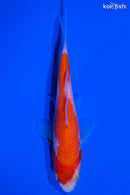 4" KOHAKU