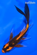 5.5" ORENJI MATSUBA BUTTERFLY