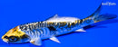 4.25" KIN KIKOKURYU