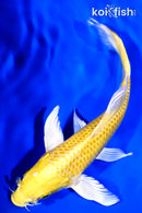7" YAMABUKI OGON BUTTERFLY