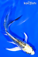 4.75" GINRIN KUJAKU BUTTERFLY