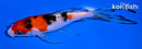 5" SANKE BUTTERFLY