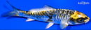 4.25" KIN KIKOKURYU