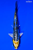 4.25" KIN KIKOKURYU