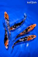 PACK OF (5) 4-5" SANKE KOI