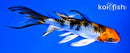 4.5" YAMATO NISHIKI BUTTERFLY