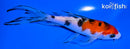 5" SANKE BUTTERFLY