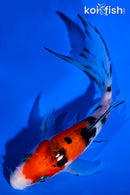 5" SANKE BUTTERFLY
