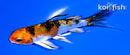 4.5" YAMATO NISHIKI BUTTERFLY