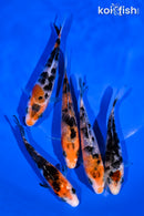 PACK OF (5) 4-5" SANKE KOI