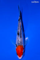 4.5" SANKE