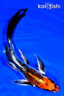 8" KUJAKU BUTTERFLY