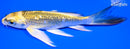5" GINRIN KIN KI MATSUBA BUTTERFLY