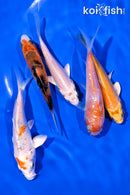 PACK OF (5) 4-5" STANDARD KOI