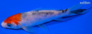 4.5" SANKE