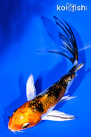 4.5" YAMATO NISHIKI BUTTERFLY