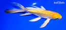 8.25" YAMABUKI OGON BUTTERFLY