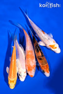 PACK OF (5) 4-5" STANDARD KOI
