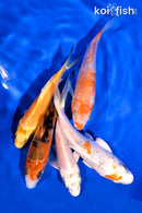 PACK OF (5) 4-5" STANDARD KOI