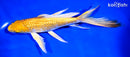 8.25" YAMABUKI OGON BUTTERFLY