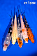 PACK OF (5) 4-5" STANDARD KOI