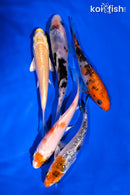 PACK OF (5) 4-5" STANDARD KOI
