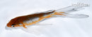 5" OCHIBA SHIGURE BUTTERFLY