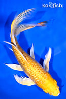 8.25" YAMABUKI OGON BUTTERFLY