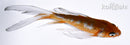 5" OCHIBA SHIGURE BUTTERFLY