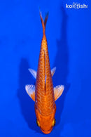 4" DOITSU ORENJI OGON