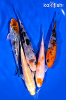 PACK OF (5) 4-5" STANDARD KOI