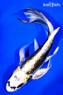7.5" KIN KIKOKURYU BUTTERFLY